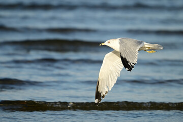 A disabled Ring-billed Gull with one foot missing moves along the shore of a waterway