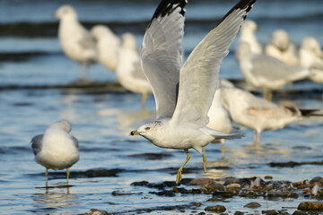 A disabled Ring-billed Gull with one foot missing moves along the shore of a waterway