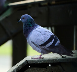 pigeon in the city