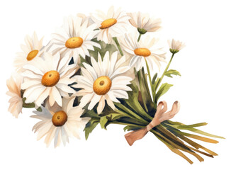 Obraz premium PNG Daisy flower plant herbs.