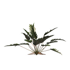 Philodendron Xanadu, evergreen, small tree, bush, light for daylight, easy to use, 3d render, isolated