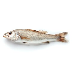Freshwater drum fish isolated on white background