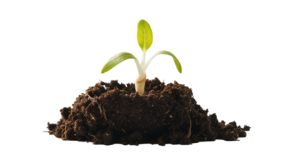 Sprout in a pile of soil isolated on transparent background