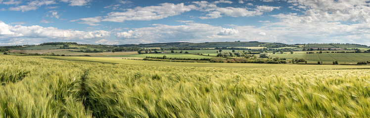 Barley on the Downs Panorama