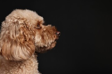 Cute Toy Poodle dog on black background, space for text. Lovely pet