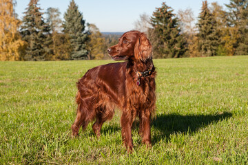 A beautiful Irish Setter stands attentively in the autumn sun on a meadow, looking toward the forest edge. Pines and bushes line the meadow behind him, framing the peaceful scene.