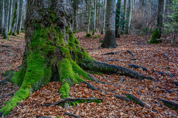 Herbst im Bayerischen Wald