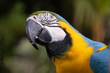 Yellow and blue parrot on it's natural habit