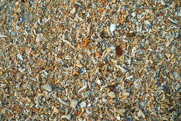 Top view macro detail variety colors of many small shells, pebbles, stones, and sand on beach floor surface, texture, close-up great for design, website, wallpaper, background.