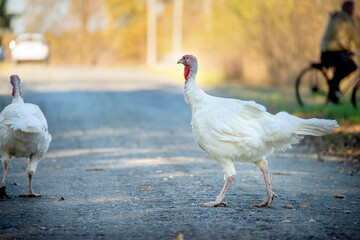 white birds turkeys on country road