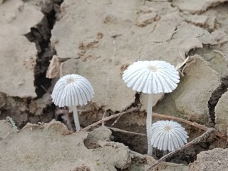 narcissea mushroom body pattern or narcissea fungus or fungi 