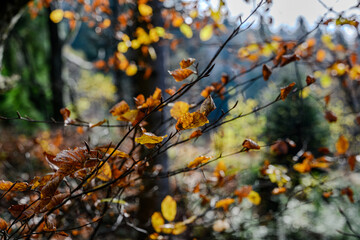 Herbst im Bayerischen Wald