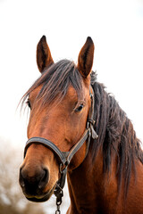 Fototapeta premium Portrait of a brown horse on a light natural background