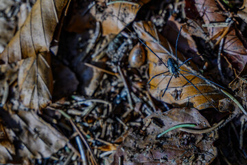 Ein Weberknecht auf dem herbstlichen Waldboden