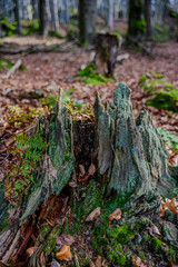 Herbst im Bayerischen Wald