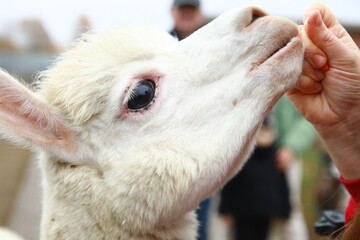 Fototapeta premium alpaca in the petting zoo.feeding animals in the zoo