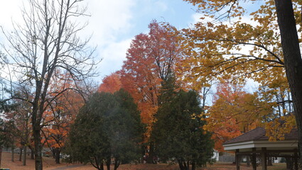 evergreens against trees of autumn