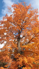 Orange against the blue