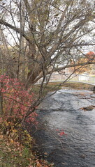 Bare autumn trees by river