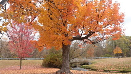 Fototapeta premium A very orange tree