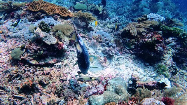 Komodo, Indonesia: Underwater footage of Titan triggerfish in the Sebayur Kecil dive site in the Komodo park near Labuan Bajo in Flores. Shot in slow motion. 