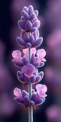 A stunning close-up of a vibrant purple flower cluster, showcasing intricate details and soft textures. The petals exhibit a gradient of purple hues against a blurred background.