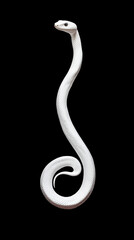 Fototapeta premium A white snake on a black background