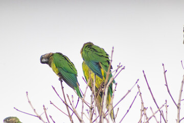 parrots on a branch