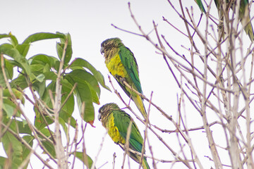 parrots on a branch