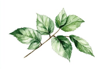 Obraz premium Watercolor Patchouli Branch with Green Leaves, Organic Herbal Aromatherapy Illustration