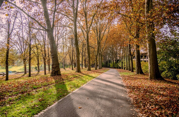 Herbstliche Baumallee eines Parks