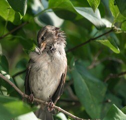 Female House Sparrow Preening Feathers 