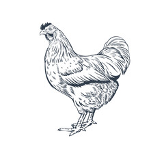 Hand-drawn chicken. Farm bird. Vector illustration in line style