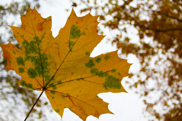 Autumn maple leaves isolated on blurred background