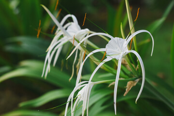 close-up of a white spider lily flower.The flower has long, slender,white petals that curve...