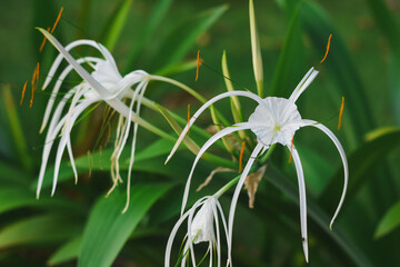 close-up of a white spider lily flower.The flower has long, slender,white petals that curve gracefully outward,and several orange-tipped stamens protruding from the center. The background is blurred,