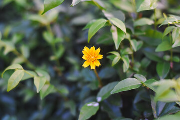 A single yellow flower is in focus. The flower has multiple petals and a small inflorescence in the center. The background is blurred, making the flower the main subject.