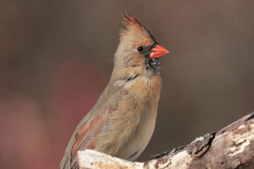Female Cardinal closeup