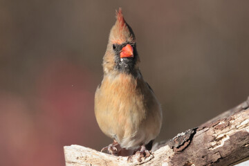 Female Cardinal closeup