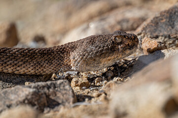 Texas-Klapperschlange