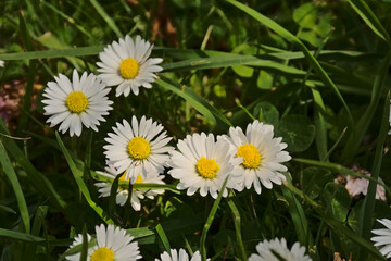  Daisy flowers in the grass, closeup. bellis perenis