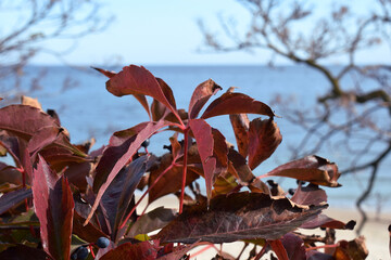Red leaves of wild grapes in autumn on the background of the sea.