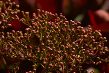 red flower buds buds of Taiwanese photinia, selective focus with bokeh background - Photinia serratifoli