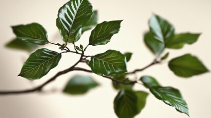 Fototapeta premium Close-up of lush green leaves on a branch