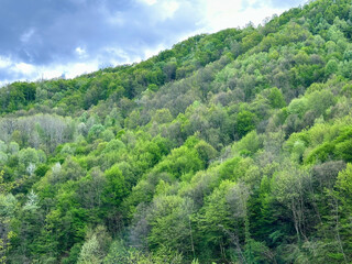 green forest in mountains