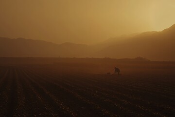 Naklejka premium Morning Light Over Vast Crop Fields