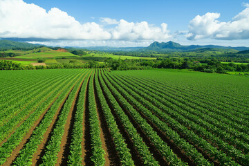 Aerial view of lush green agricultural fields  