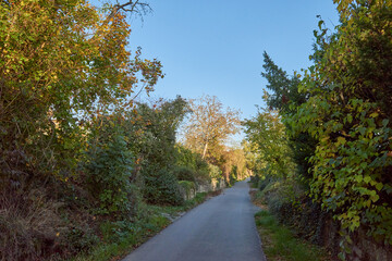 Scenic Country Road Surrounded by Autumn Trees: A Tranquil Landscape with Yellow Leaves and a Clear...