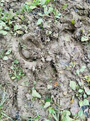 Closeup background image of horseshoe prints in a muddy field 