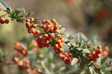 Pyracantha angustifolia is a species of shrub in the rose family known by the common names narrow leaf firethorn, slender firethorn and woolly firethorn